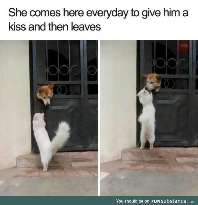 Dog memes that will make your day