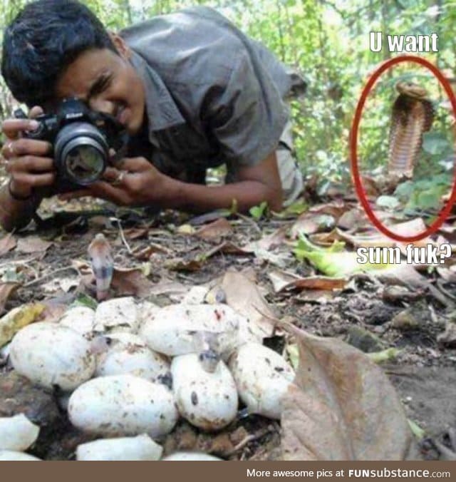 Wildlife photographers