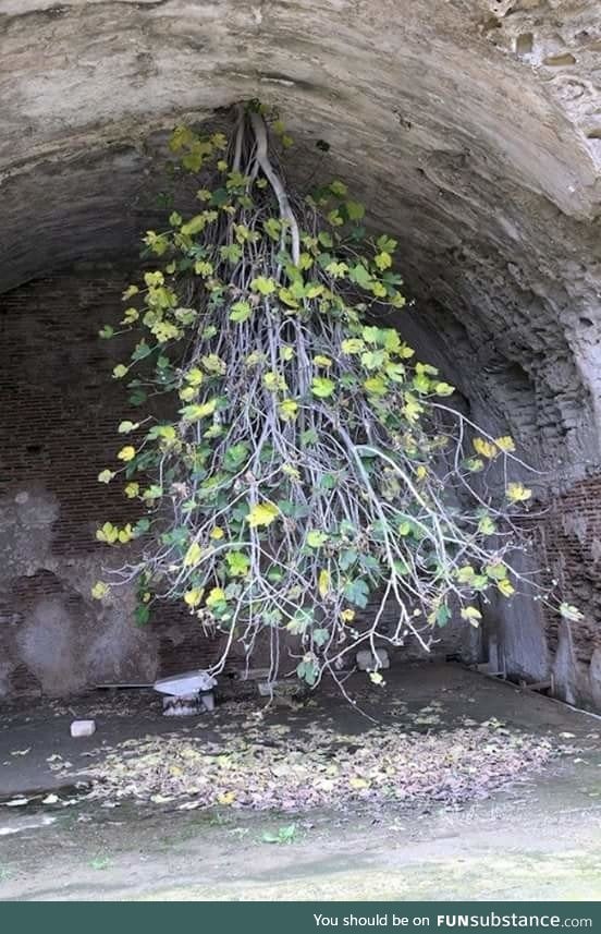 This upside-Down Fig tree has a strong will to live