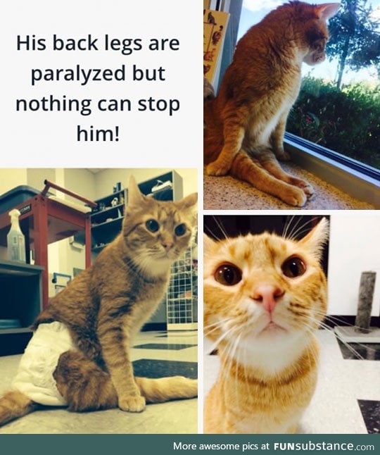 He was thrown out of a speeding car, but he still trusts and loves humans