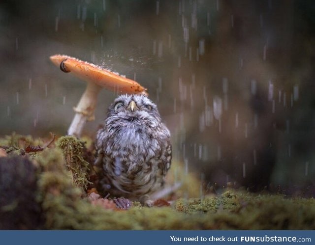 Owl sheltering under a mushroom