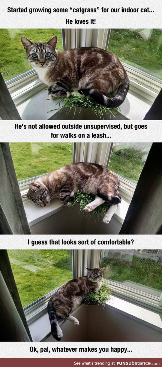Indoor cat loves catgrass