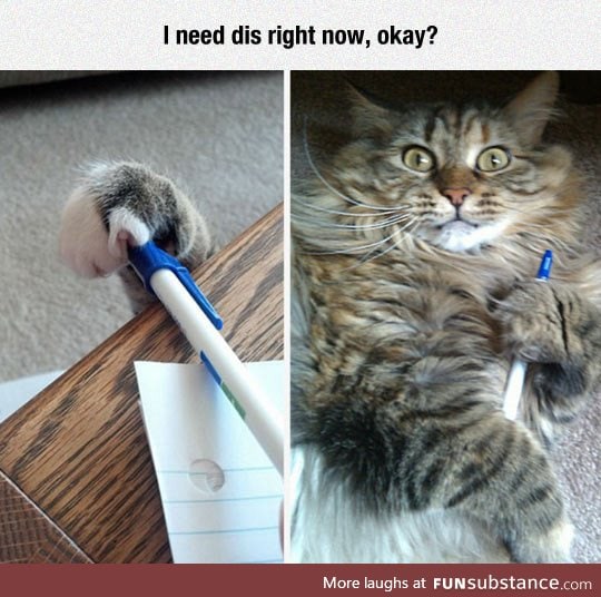Cat needs the pen