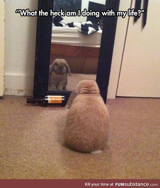Introspective bunny considers his life choices