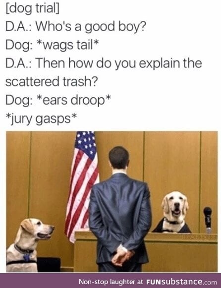 Doggo is not a good boye