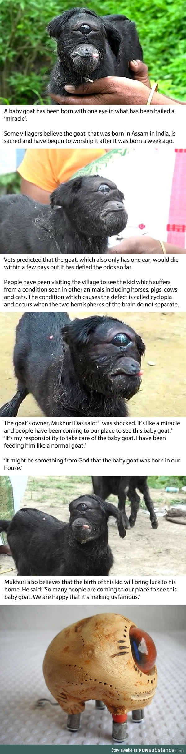 Cyclops goat born with one eye is worshipped by villagers in India