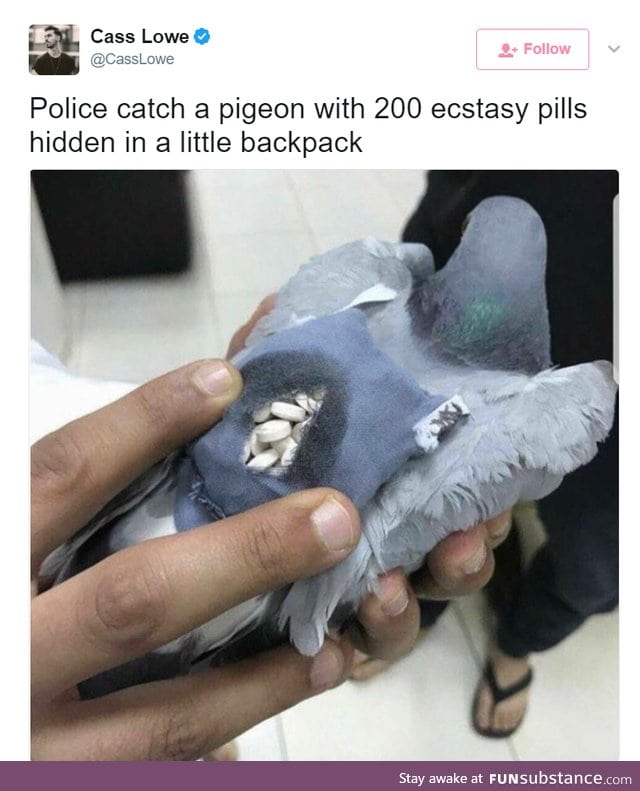 A new kind of carrier pigeon