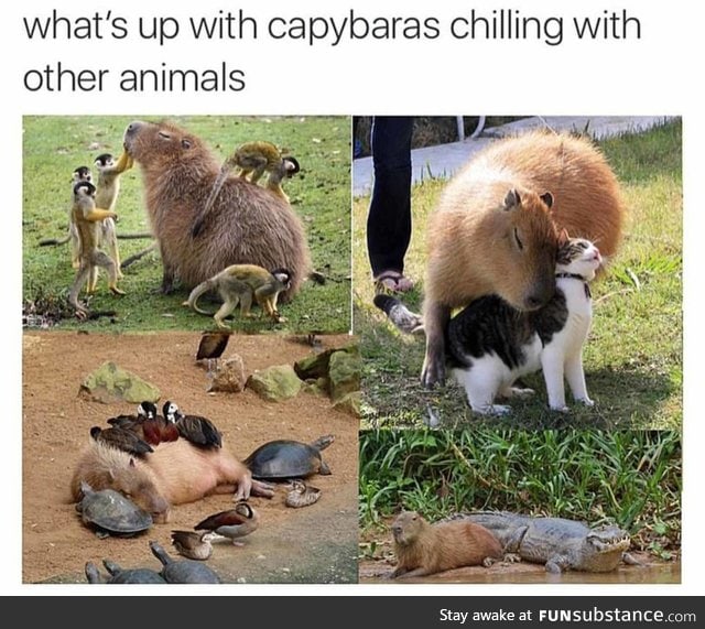 Capybaras are so cute