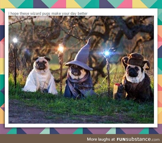 Wizard pugs