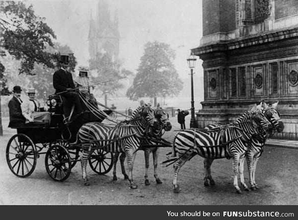 Zebra-drawn carriage parked outside Buckingham Palace in London, c.1900