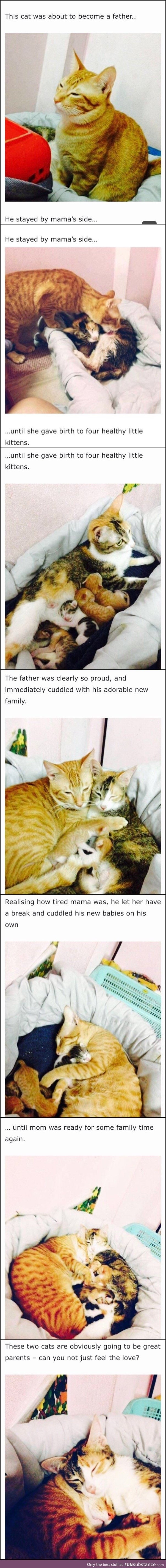 This cat was about to become a father .