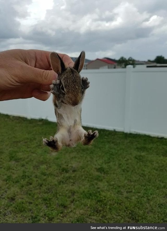 This lucky bunny