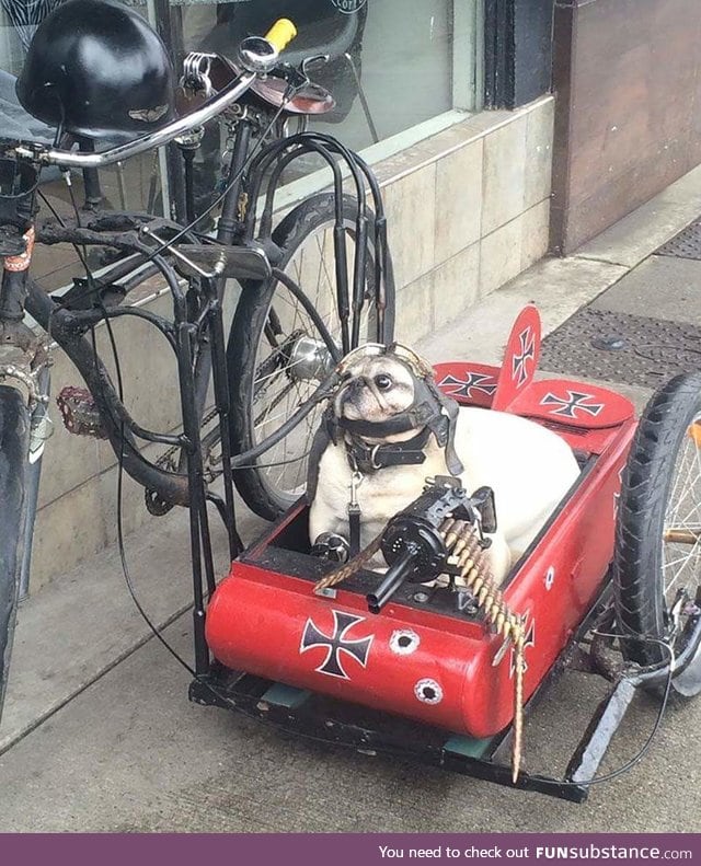 Thus guy often drives his bike around town with his side kick pug