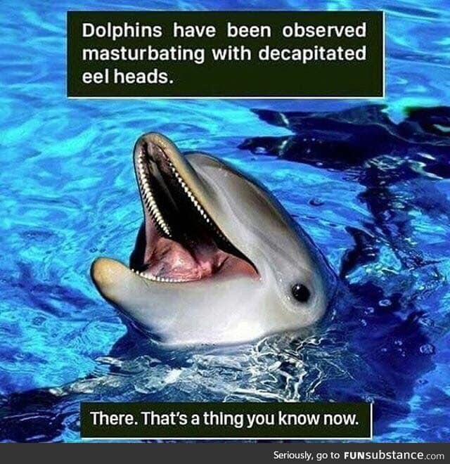 Dolphins m*sturbate too