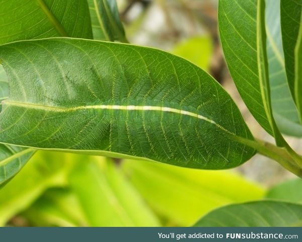 Camouflage of the Baron Caterpillar