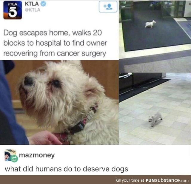 This dog can cure cancer