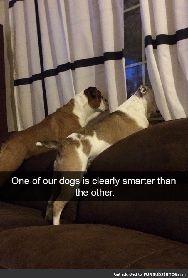 They're both good doggos