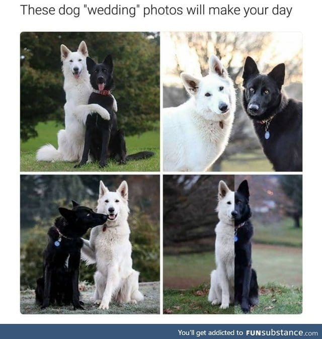 Doggo wedding