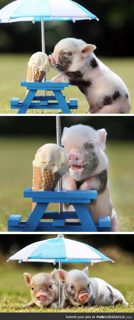 Piggy eating ice-cream