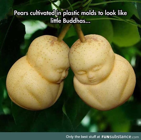 Buddha pears