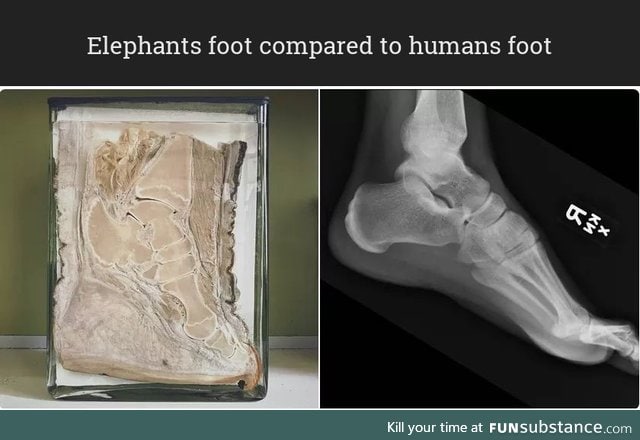 Elephants foot compared to humans foot