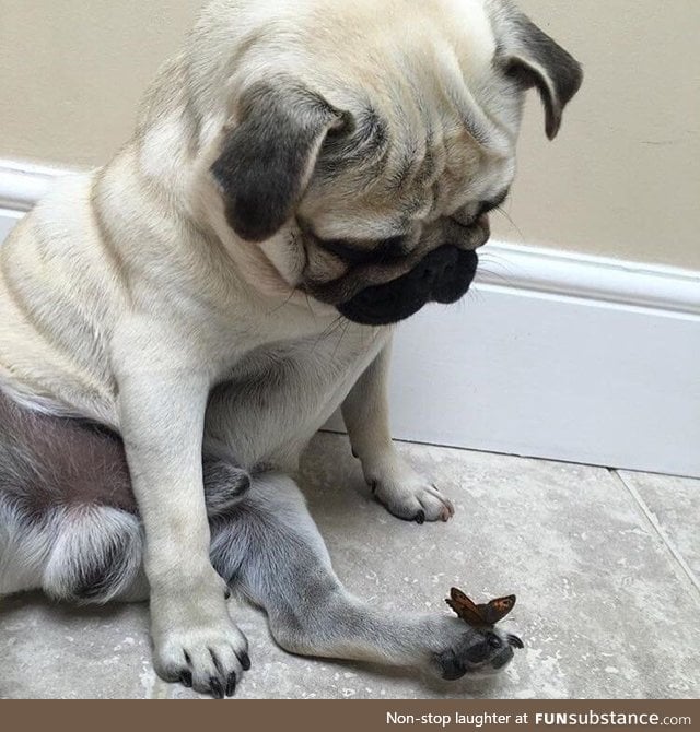 Flutterby does pupper a bamboozle