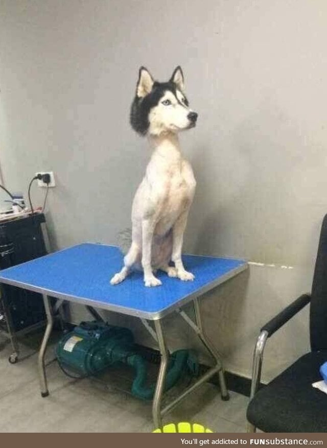 What does a shaved Husky look like?