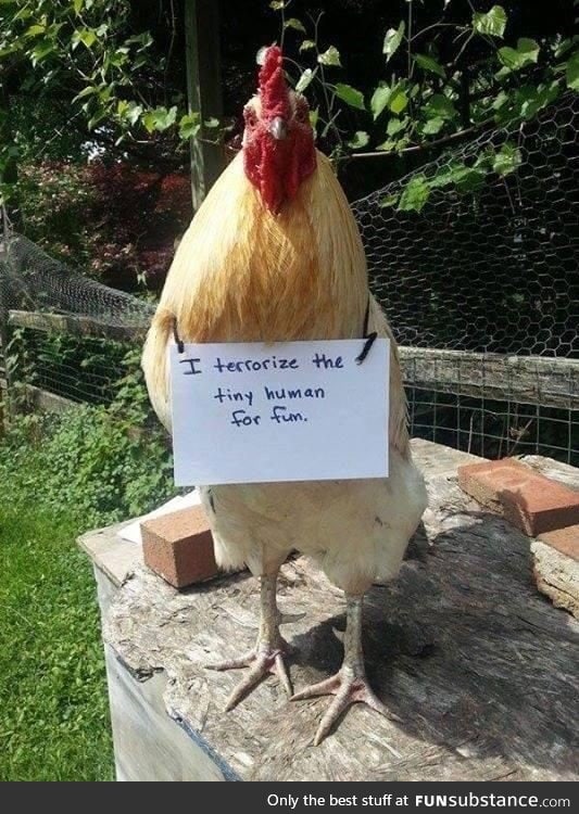 Chicken shaming is hilarious
