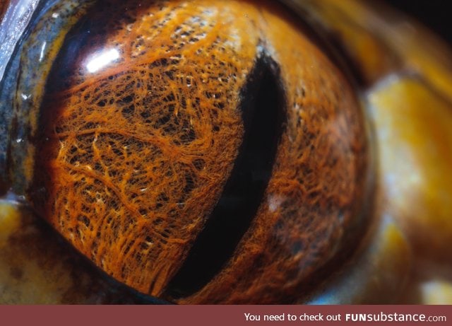 Macro of a tiger reticulated python's eye