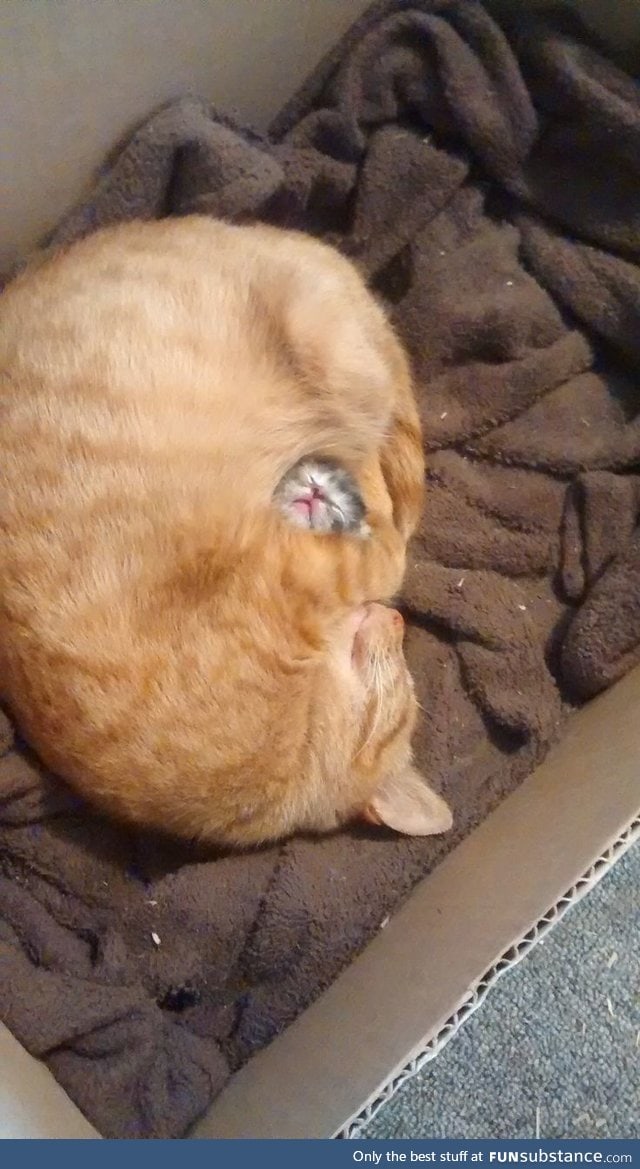 Mama cat protects her one and only baby.