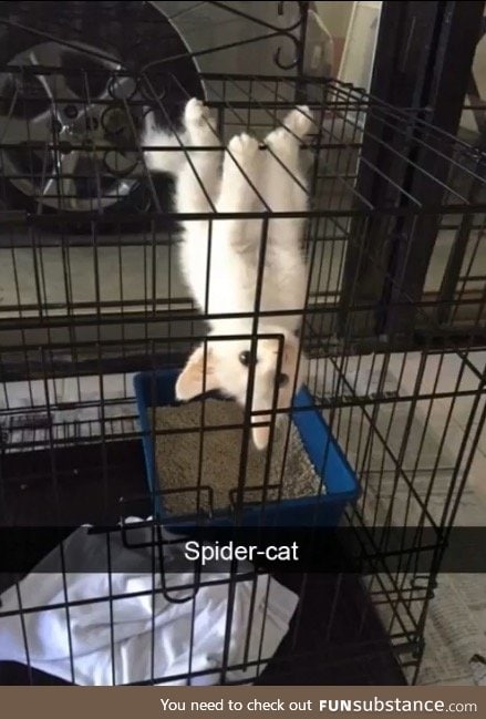 Spider cat~~