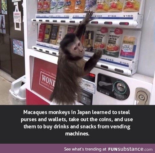 Clever monkey.
