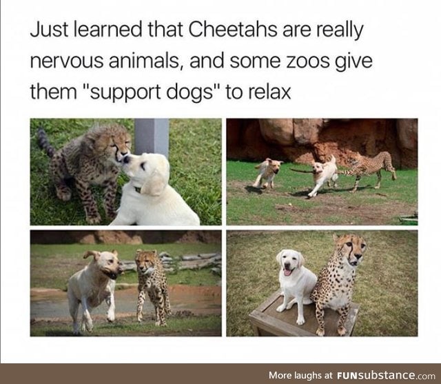 The moment when you realize that your cheetah is cheetahing on you