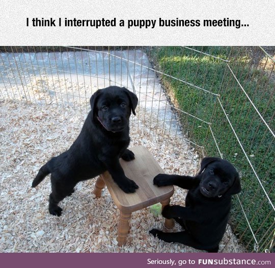 Puppy business meeting