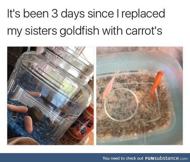 I don't see the carrots
