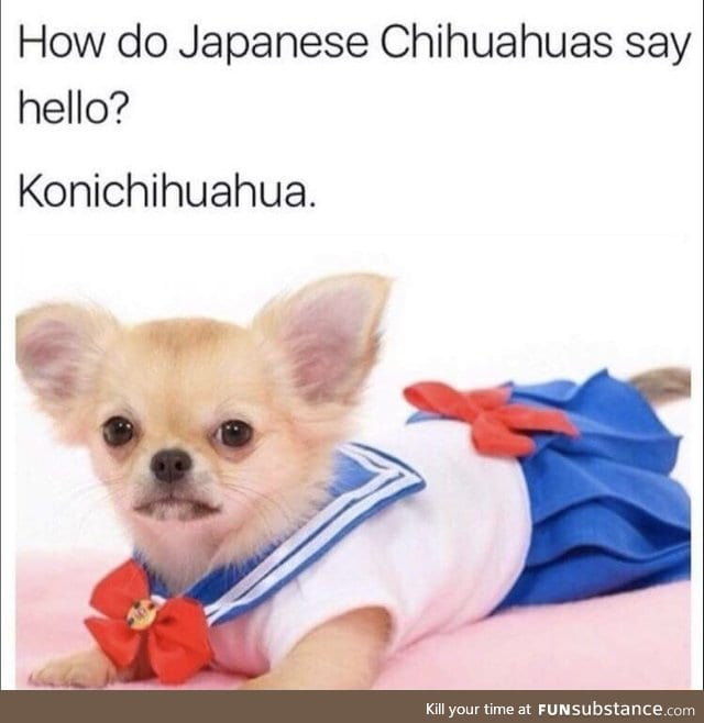 Japanese Chihuahuas