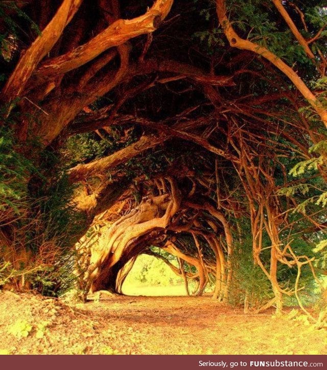 1000 year old Tolkienesque tree