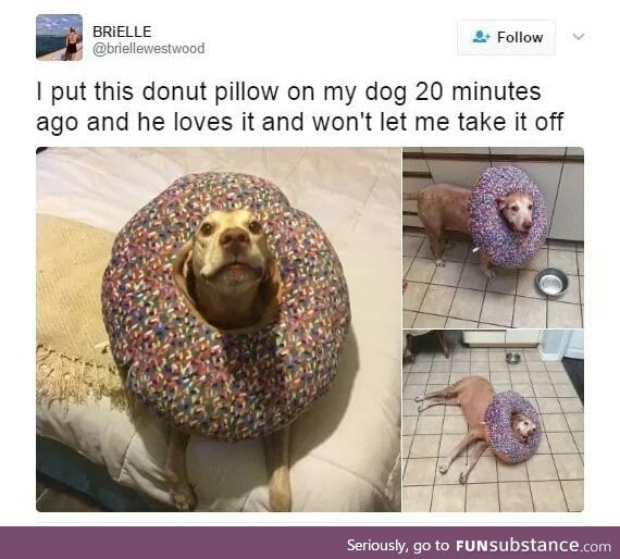 Dog love doughnut too