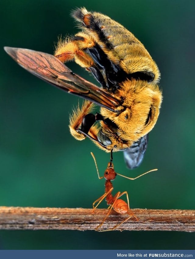 Ant lifting a bee five times its size