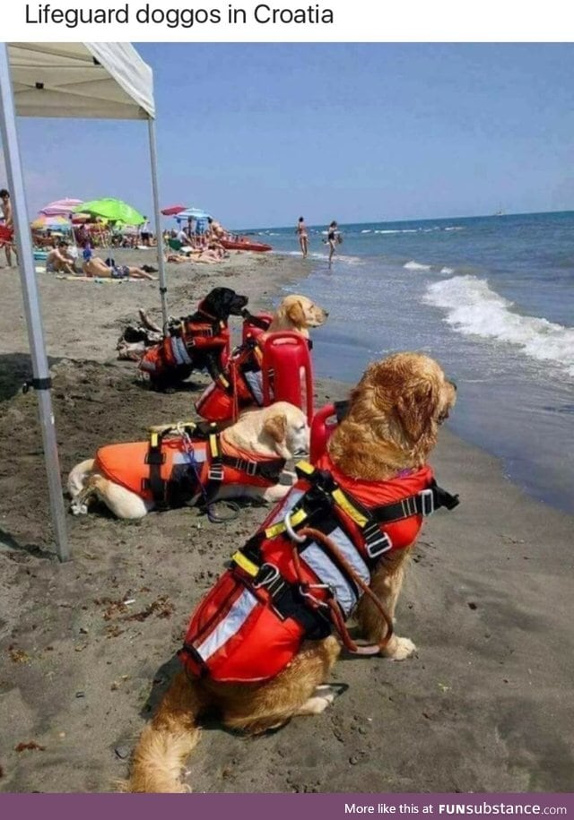 Lifeguard dogs