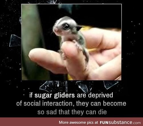 Sugar gliders need social interaction to live