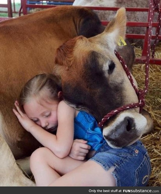 Cows are very affectionate