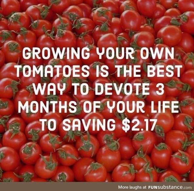 Growing a tomatoe