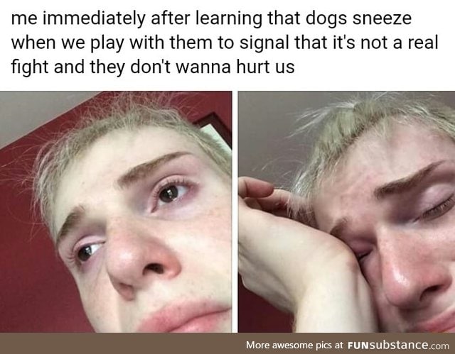 Why dog sneeze