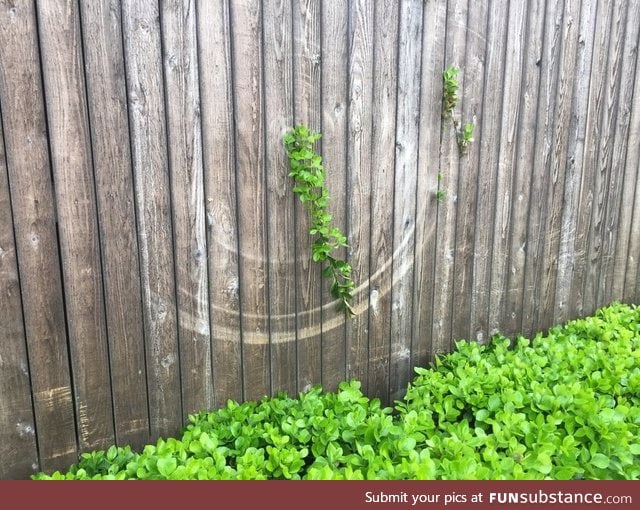Marks on this fence from where a growing vine swings in the wind