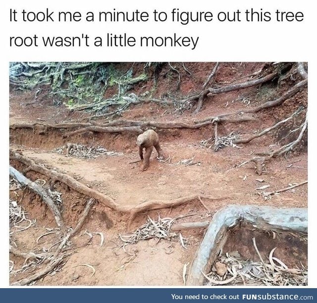 Tree root that looks like a monkey