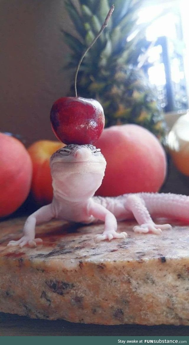 This gecko with a cherry on its head