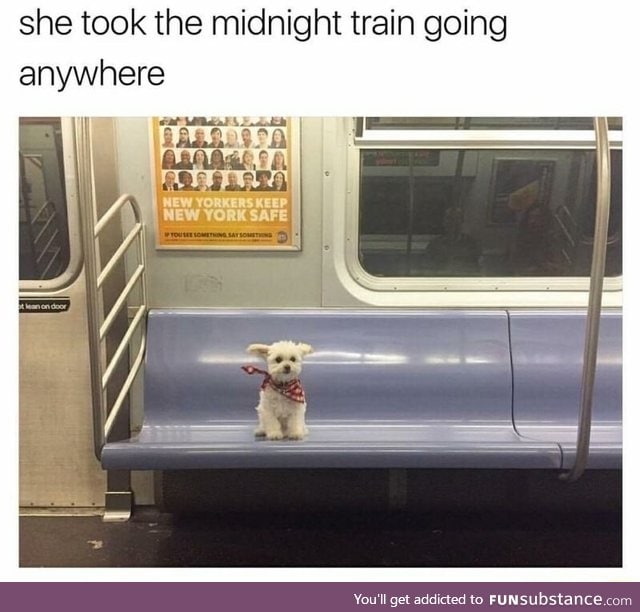 Puppy takes the midnight train everyday