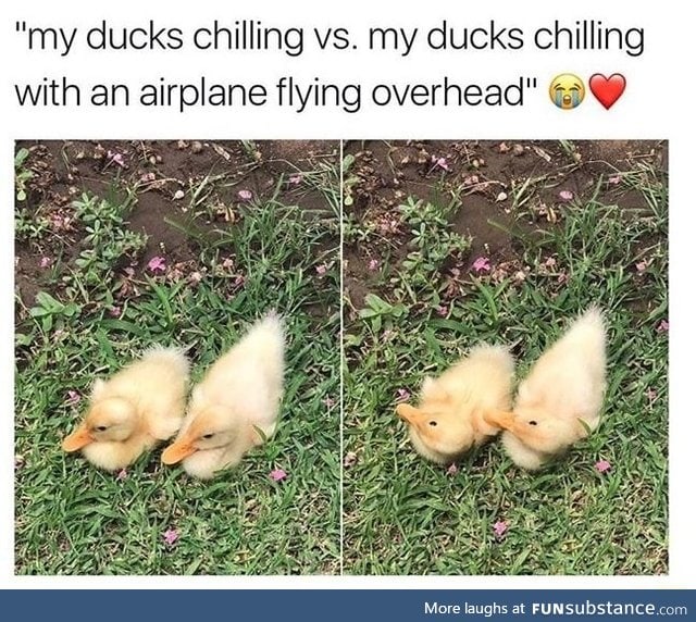 Ducks chilling