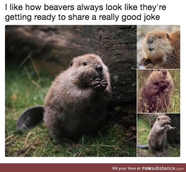 Beaver jokes
